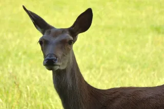 母鹿，红鹿，野生，森林，森林动物，自然