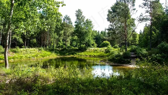 Waldsee,湖泊,森林,水,镜像,树木,天空 Waldsee,湖泊,森林,水,镜像,树木,天空