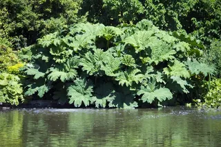 Gunnera Gunneraceae，大量的叶子，绿色