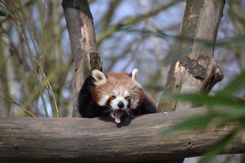 小熊猫,熊猫,小熊猫,小棕熊,动物园 小熊猫,熊猫,小熊猫,小棕熊,动物园