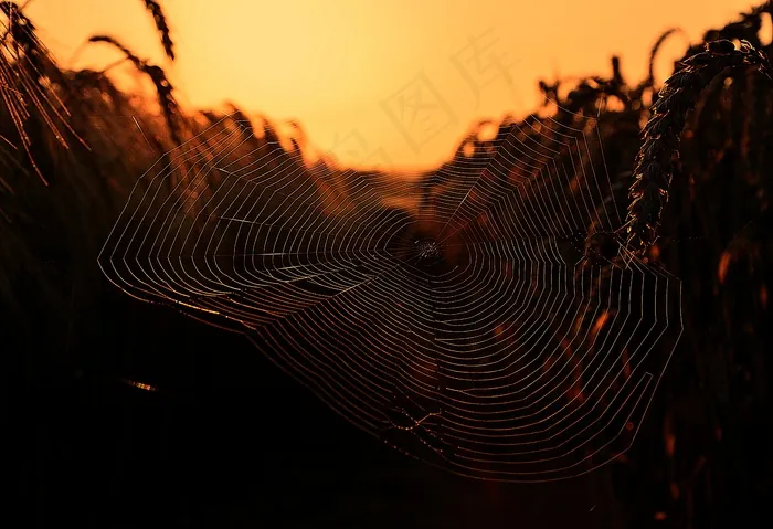 Web，黎明，蜘蛛，日出，晨曦