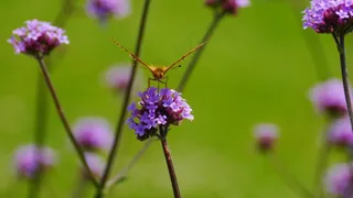 蝴蝶，开始之前，花，自然
