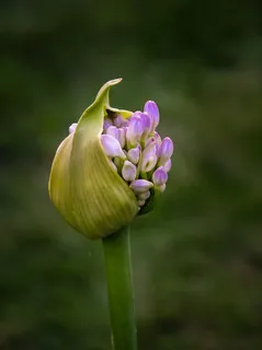 花,芽,盛开,绿色,粉红色 花,芽,盛开,绿色,粉红色