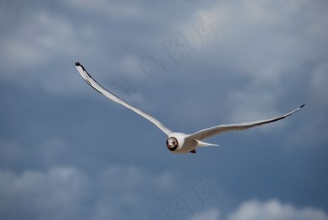 海鸥，性质，夏天，鸟，动物，笔，沧海，翅膀