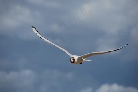 海鸥,性质,夏天,鸟,动物,笔,沧海,翅膀 海鸥,性质,夏天,鸟,动物,笔,沧海,翅膀