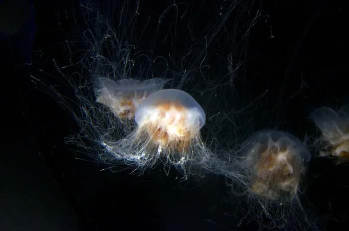 水母，水族馆，水下，和平，海洋生物