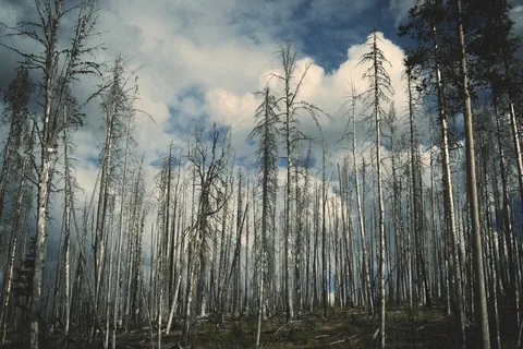 树,白桦林,图画,天空,白桦,木林树木清理 树,白桦林,图画,天空,白桦,木林树木清理