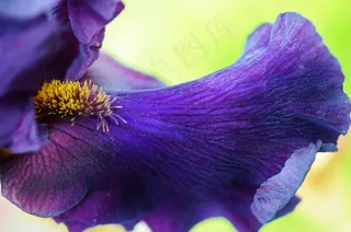 蓝色，兰花，花，自然，花的，植物，自然