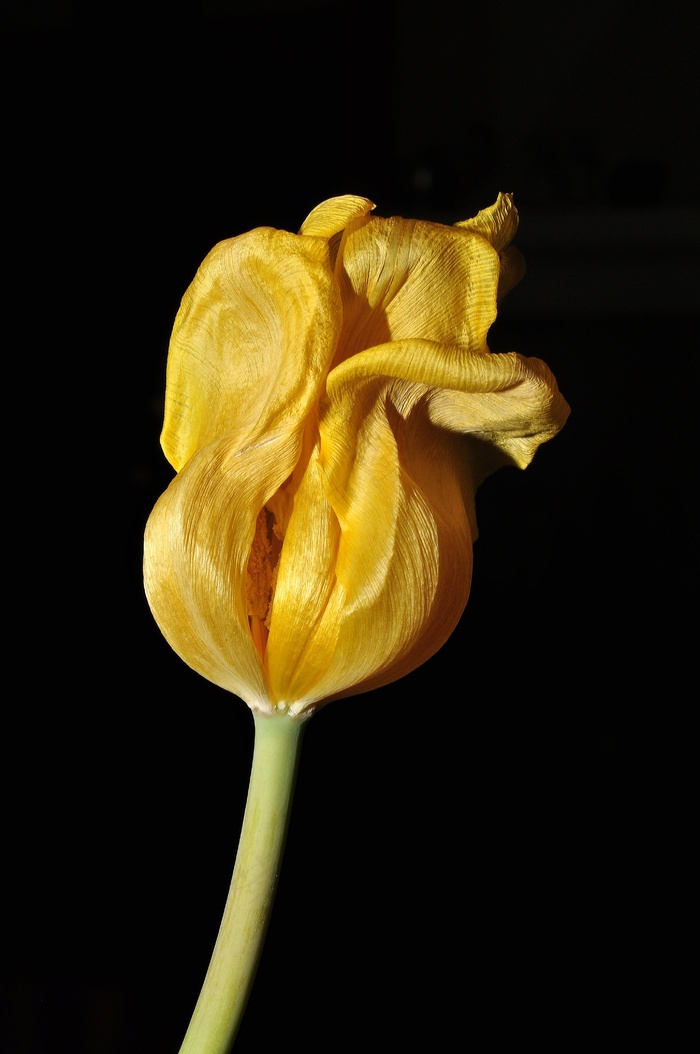 花，郁金香，黄色，过分