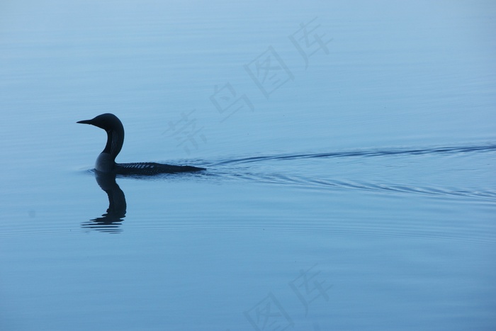 鸟，自然，夏天，湖，芬兰语，幸福