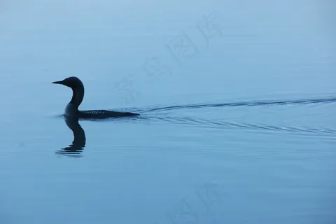 鸟,自然,夏天,湖,芬兰语,幸福 鸟,自然,夏天,湖,芬兰语,幸福