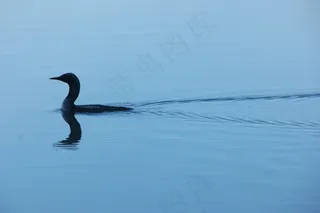 鸟，自然，夏天，湖，芬兰语，幸福