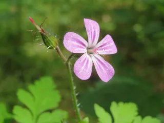 天竺葵Robertianum，Herb-Robert，Red Robin