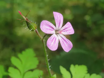 天竺葵Robertianum,Herb-Robert,Red Robin 天竺葵Robertianum,Herb-Robert,Red Robin