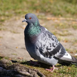 鸽子，鸟，翼，动物，鸟鸽子，鸟类，自然