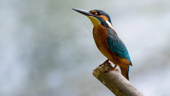 Alcedo Atthis，普通翠鸟，鸟，小，栖息