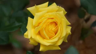 黄色，鲜花，性质，打开，美丽，宏，植物群