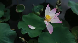 睡莲，花，现场，景观，花瓣，花的