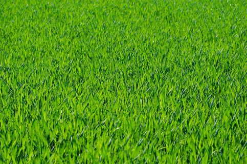 稻田,草原,水稻田,自然公园,秧苗,绿草与草地