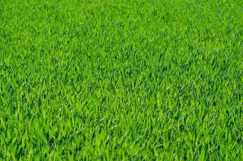 稻田,草原,水稻田,自然公园,秧苗,绿草与草地