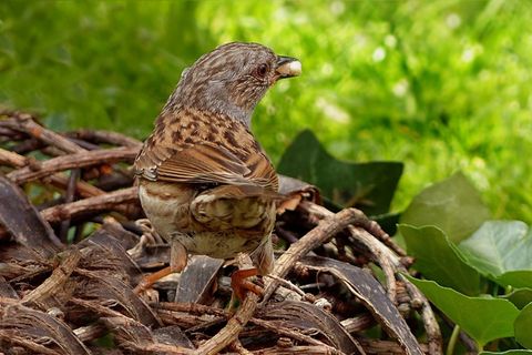 动物，鸟，燕雀，夏枯草Modularis，觅食