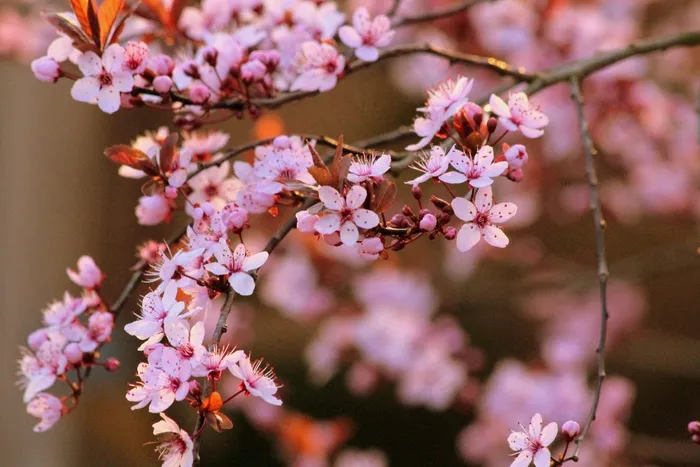 樱桃，开花，树，红色，樱花