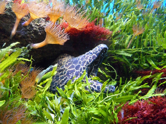 海鳗，水，水下，水族馆，隐藏，等待