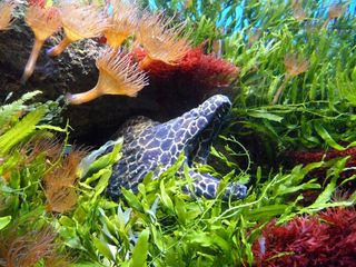 海鳗，水，水下，水族馆，隐藏，等待