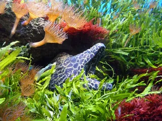 海鳗，水，水下，水族馆，隐藏，等待