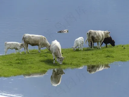 牛，小牛，喂养，哺乳动物，大，性质，牛
