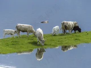 牛，小牛，喂养，哺乳动物，大，性质，牛