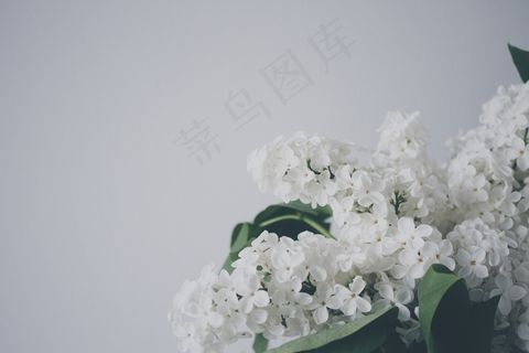 植物，自然，花，花束，春天，丁香，丁香