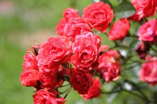 玫瑰，花，花的，植物，自然，开花，盛开