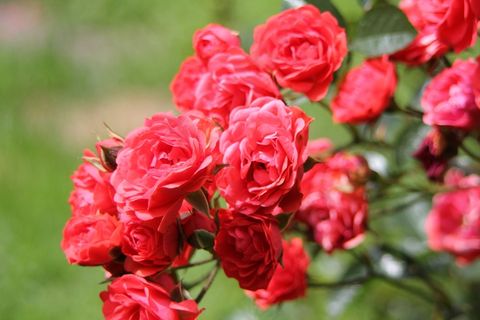 玫瑰,花,花的,植物,自然,开花,盛开 玫瑰,花,花的,植物,自然,开花,盛开