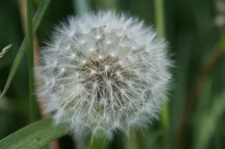 花，花瓣，雌蕊，白，性质