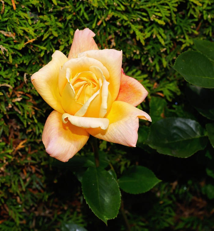 花，开花，玫瑰，关闭，黄色花