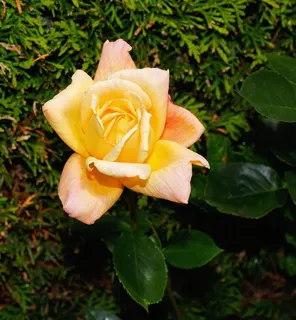 花，开花，玫瑰，关闭，黄色花