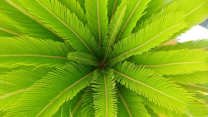 帕尔马，叶子，绿色，树，性质，植物，花园，小树枝