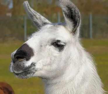 喇嘛，宠物，吐痰，固执，羊毛，毛皮，牲畜，白色