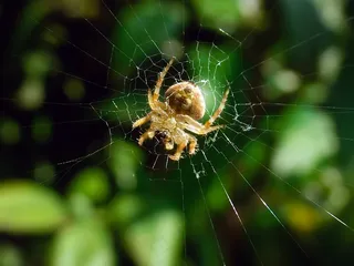 多毛场蜘蛛，Neoscona，无害，花园