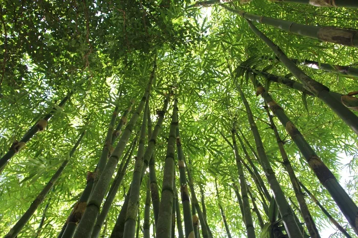 竹，竹林，夏威夷竹，自然，绿色