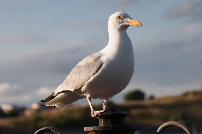 海鸥，Laridae，鸟，像珩科，Charadriiformes
