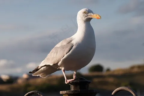 海鸥,Laridae,鸟,像珩科,Charadriiformes 海鸥,Laridae,鸟,像珩科,Charadriiformes