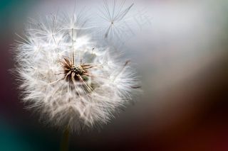 蒲公英,吸顶灯,蒲公英图片,薄公英,花卉,蒲公英