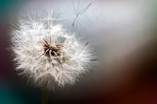 蒲公英,吸顶灯,蒲公英图片,薄公英,花卉,蒲公英