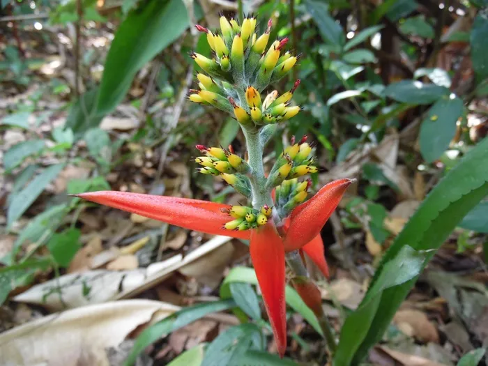 花，性质，春天，夏天，植物，春天的花朵