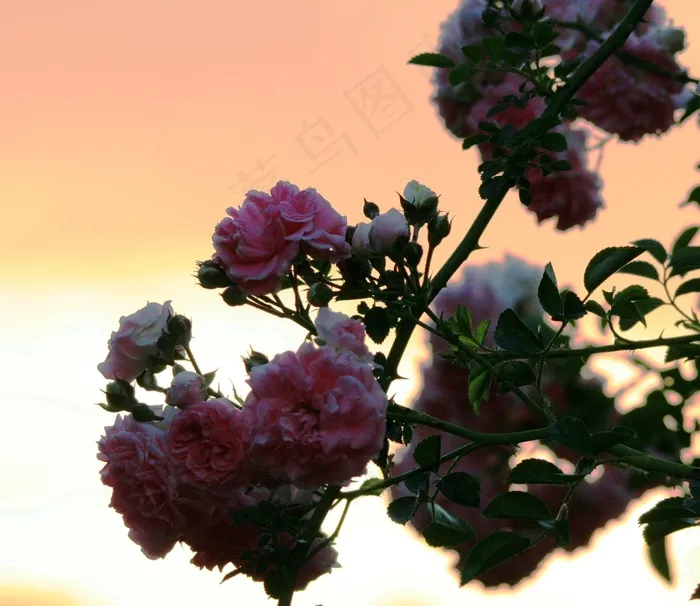 花，Rosebush，玫瑰，花的，植物，自然