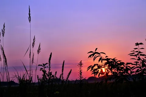 日出,草,心情,天空,自然,Morgenstimmung 日出,草,心情,天空,自然,Morgenstimmung