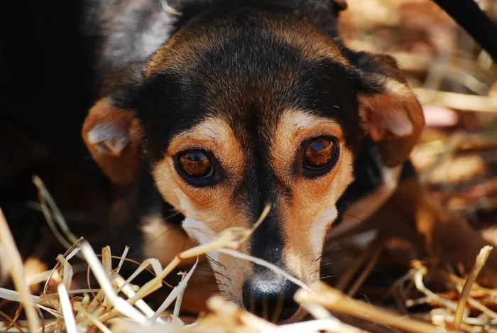 狗,小狗,迷你鹿犬,吉娃娃,迷你笃宾犬,狗躺在草丛中的肖像