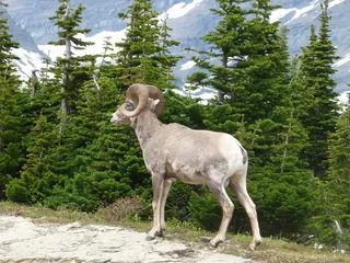 蒙大拿州，冰川国家公园，山脉，景区